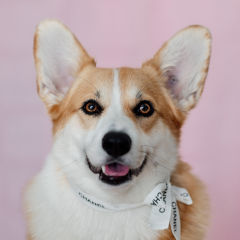 Annie Corgy